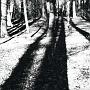 wald